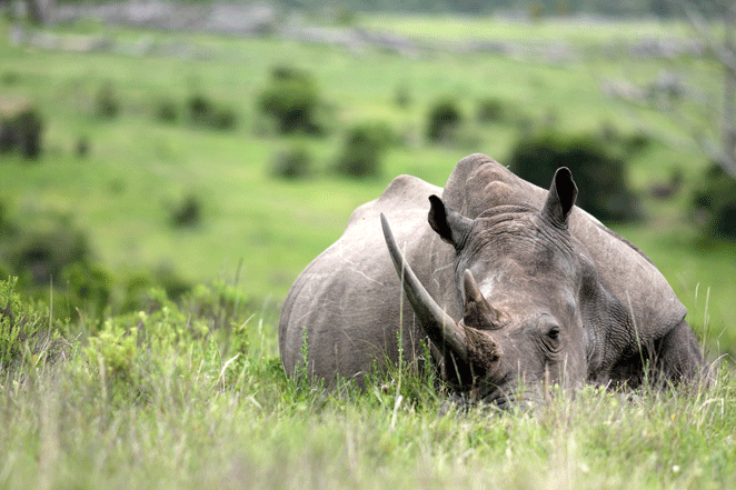 Gestion-animaux-ecologie-rhino