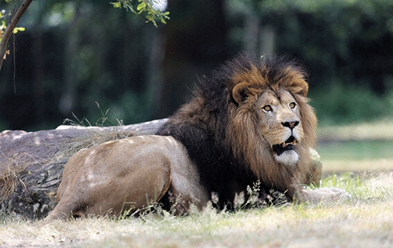 © Arthus Boutin | Safari Zoo Domaine de Thoiry