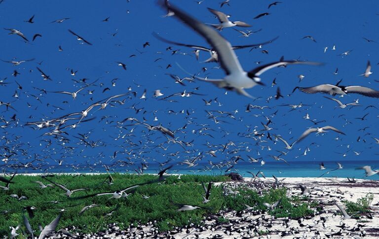 © Bird Island, Seychelles