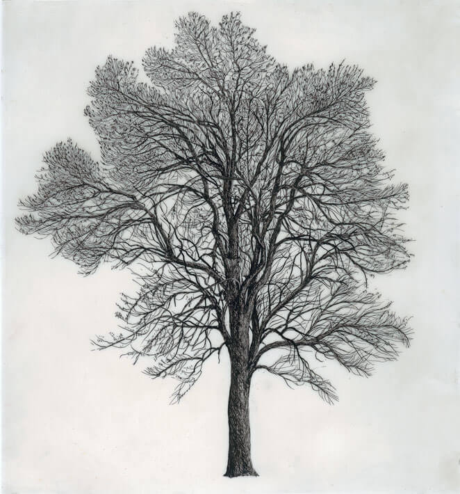 Cesare Leonardi-et Franca Stagi, Carpinus betulus L., dessin original réalisé à l'échelle 1 / 100, 1963-1982 / Exposition 