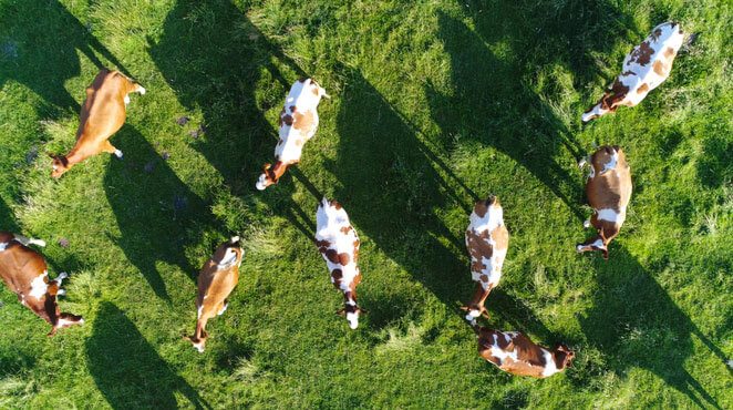 Des vaches dans un pré vues du ciel