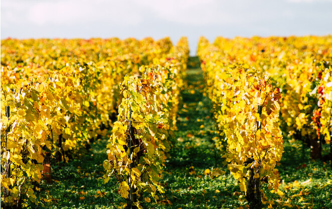 Les vignes en automne de la maison de champagne Taittinger à Reims