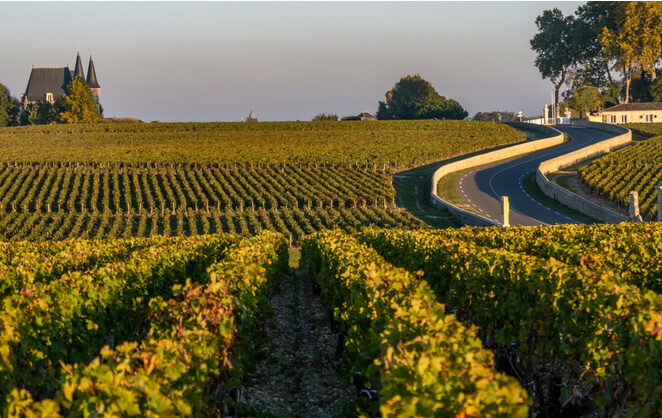 Des vignes à Bordeaux avec un château en arrière plan