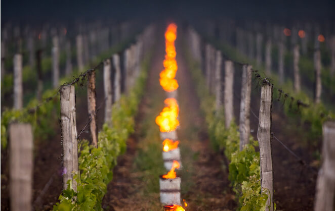 Des vignes avec des feux entre les rangs pour éviter les gelées