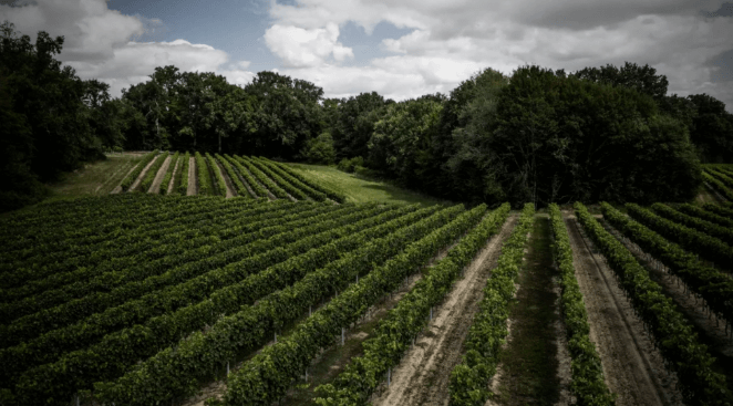Des vignes à Cognac