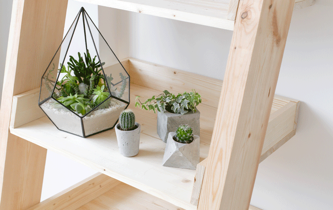 Des plantes comme les cactus pour décorer sa maison de manière cocooning