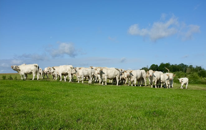 Les vaches à viande charolaises de Tanguy du Monceau dans les pâturages du Domaine de Bruant