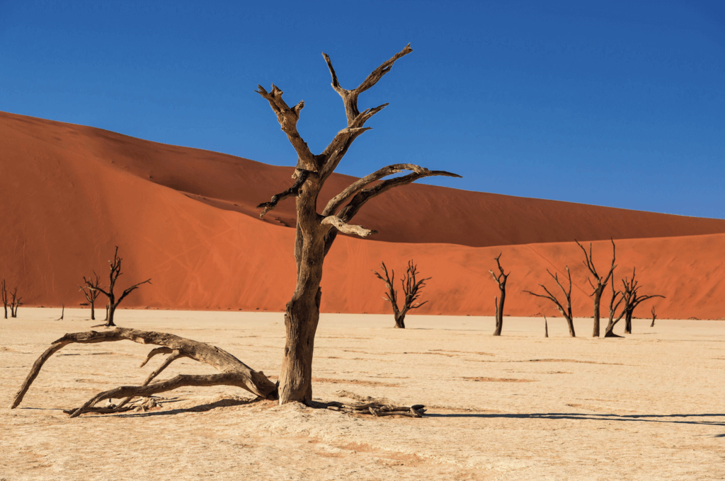 Les arbres morts dans la Dead Vlei, cuvette d'argile blanche dans le désert du Namib. © Terre d'Afrique
