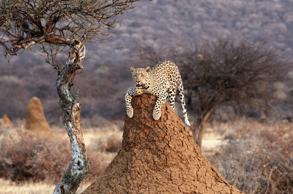 Un léopard sur une termitière. © DR