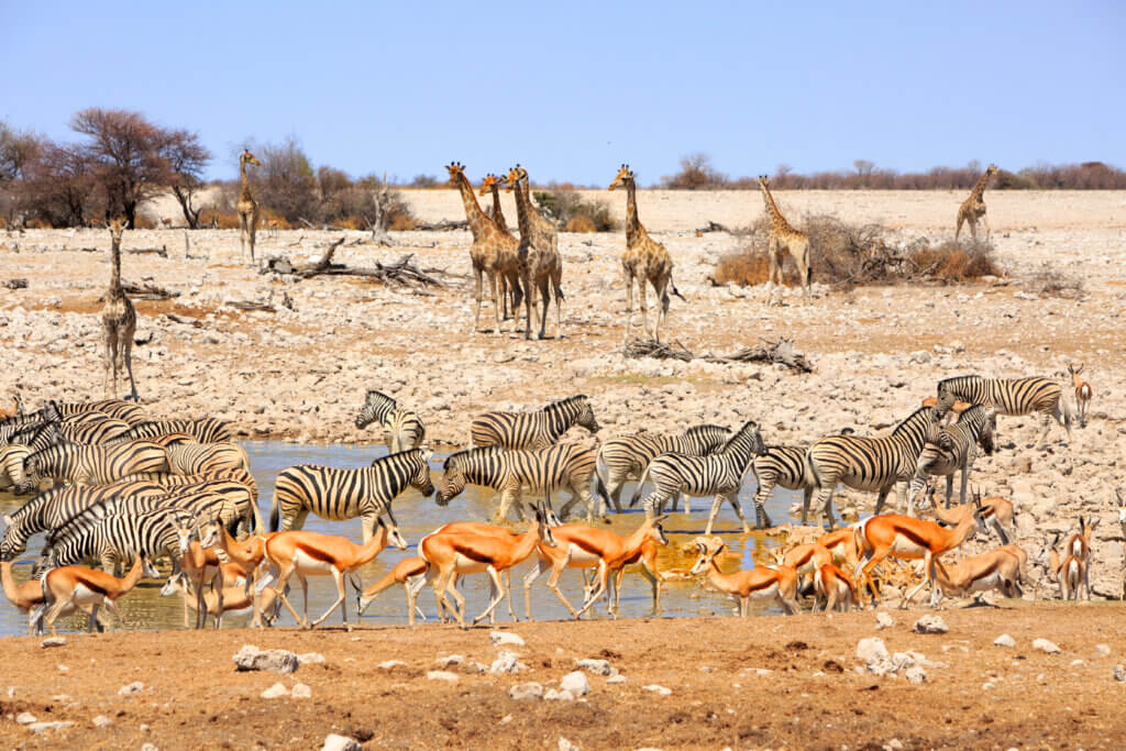 Le parc national d'Etosha. © Terre d'Afrique