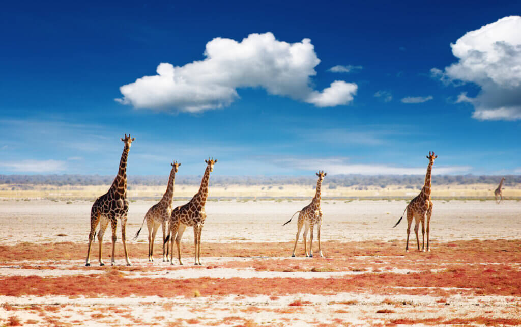Un troupeau de girafes dans le Parc national d'Etosha © DR